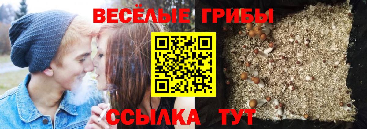Галлюциногенные грибы Psilocybe  Псилоцибиновые грибы прущие грибы  Вход с VPN  Кудымкар 